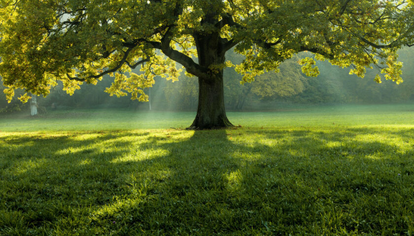 Arbre, nature